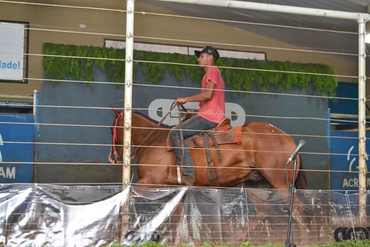 2º Leilão Elo MS