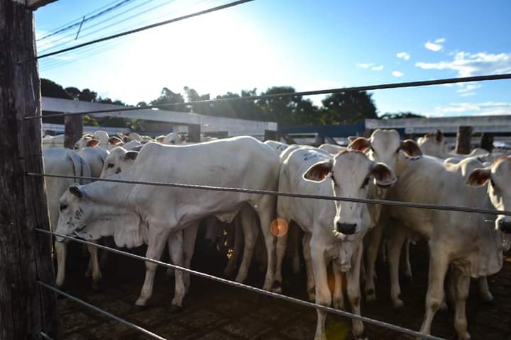 2º Leilão Elo MS